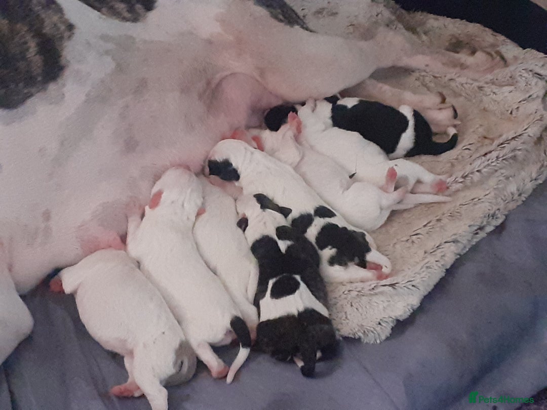 Mixed Breed dogs for sale: American Bulldog puppies - Image 14