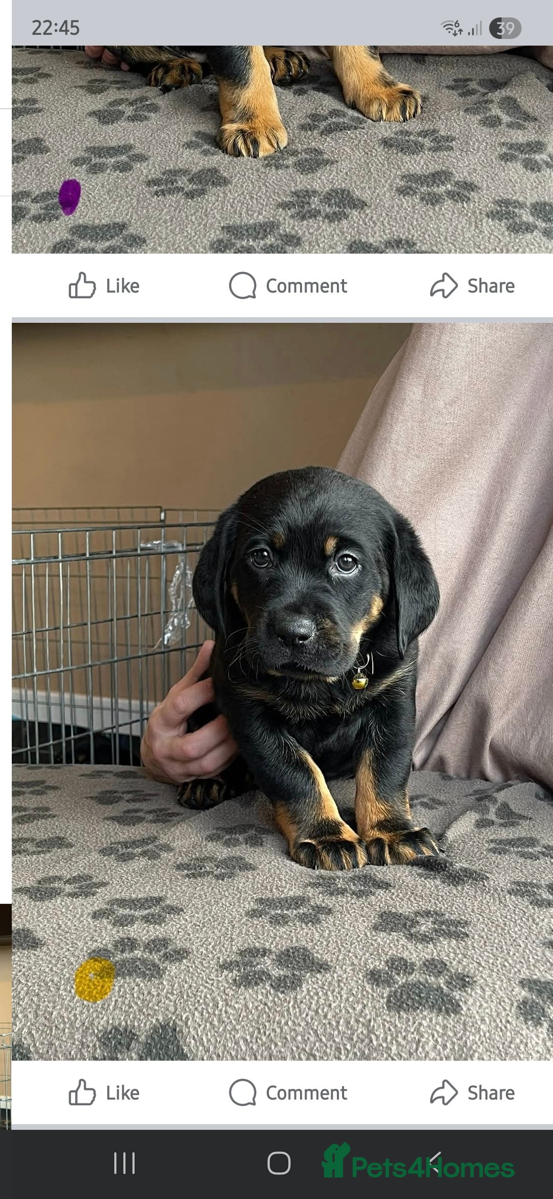 Mixed Breed dogs for sale: Luna pups - Image 16