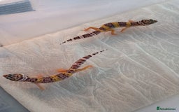 Leopard Gecko reptiles for sale: Baby leopard geckos  - Image 2