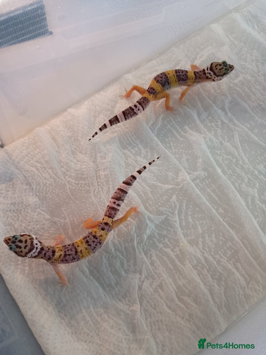 Leopard Gecko reptiles for sale: Baby leopard geckos  - Image 2