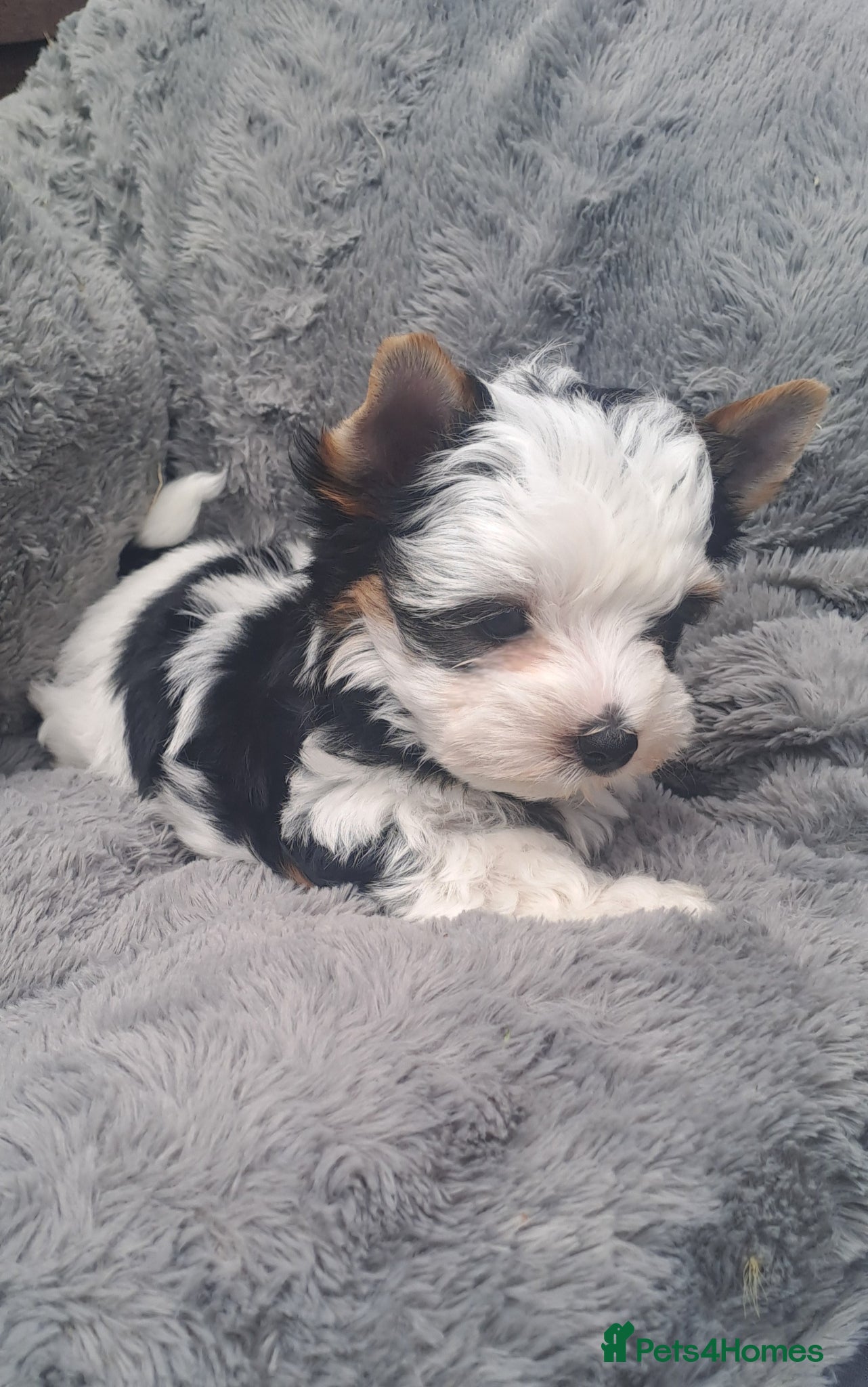 Biewer Terrier dogs One Beautiful Biewer Boy left❤️ - Advert 1
