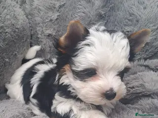 Biewer Terrier dogs One Beautiful Biewer Boy left❤️ - Advert 1