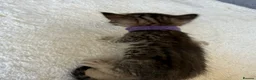 Bengal cats for sale: 🐾 Beautiful Bengal x Maine Coon Kittens 🐾 - Advert 3