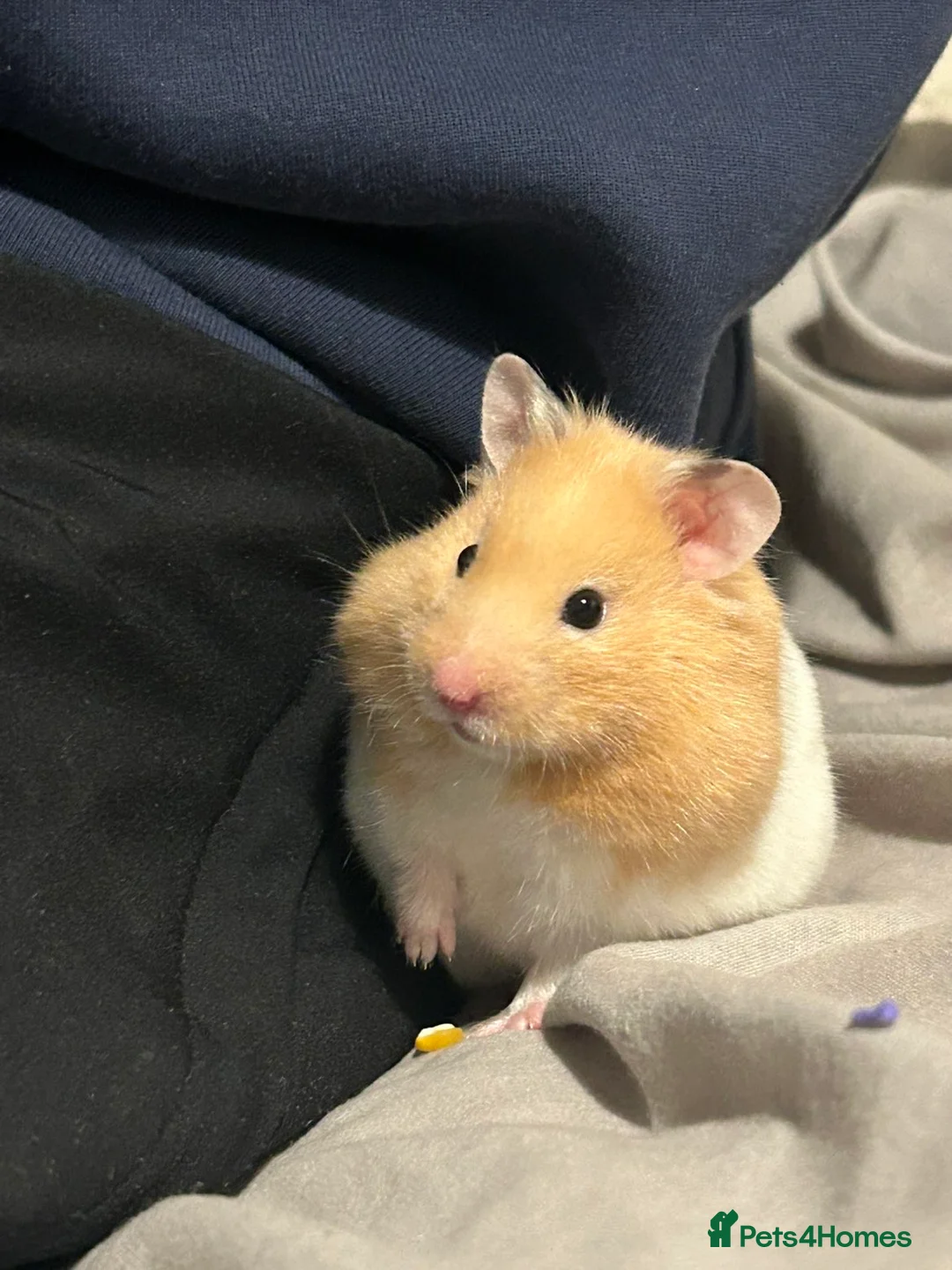 Hamster rodents for sale: Peanut - Advert 1