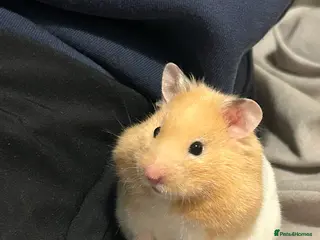 Hamster rodents Peanut - Advert 1