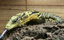 Monitor reptiles for sale: Yellow headed water monitor (cumingi) - Image 6