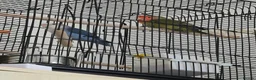 Finches birds for sale: Birds for sale  in Eastbourne - Advert 4
