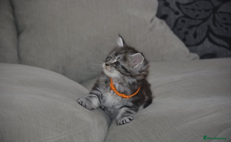 Maine Coon cats - Advert 8