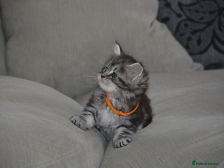 Maine Coon cats - Advert 14