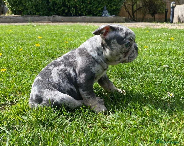 French Bulldog dogs Adorable French Bulldog Puppies for Sale 🐶❤️ - Advert 1