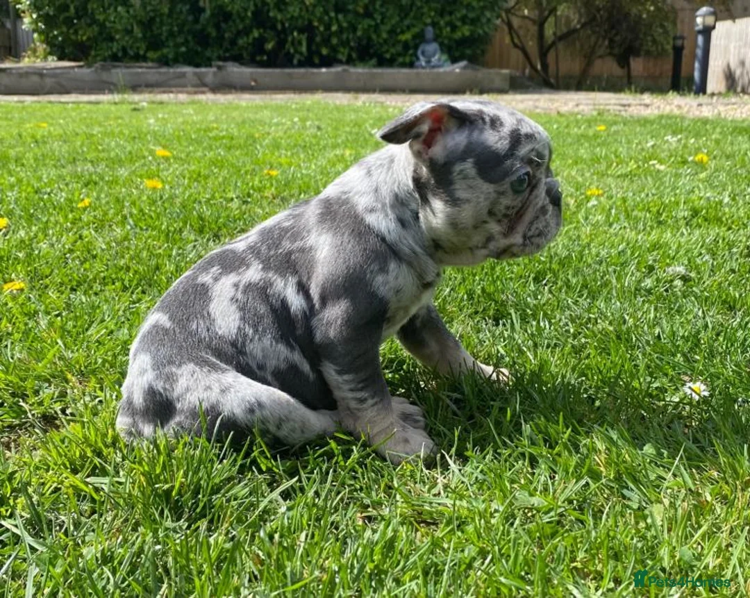 French Bulldog dogs for sale: Adorable French Bulldog Puppies for Sale 🐶❤️ - Advert 1