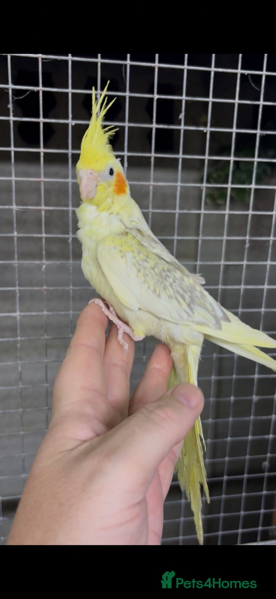 Cockatiels birds Hand reared hand tame  - Advert 1