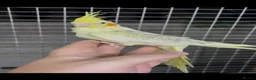Cockatiels birds for sale: Hand reared hand tame  in Stoke-on-Trent - Advert 1