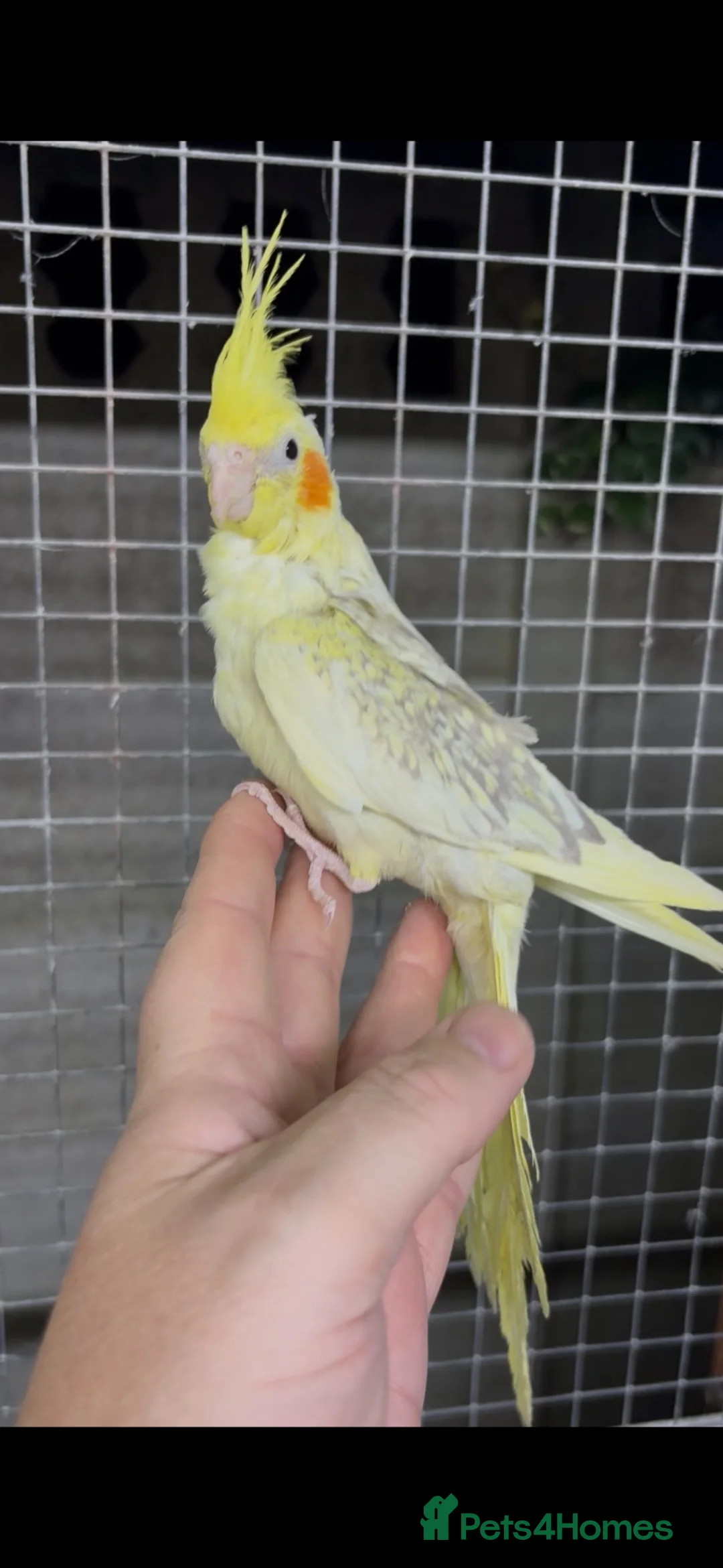 Cockatiels birds for sale: Hand reared hand tame  in Stoke-on-Trent - Advert 1