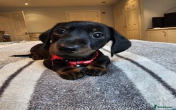 Dachshund dogs for sale: Gorgeous pure bred miniature dachshunds  - Image 8