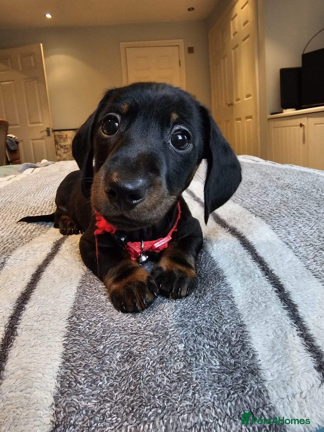 Dachshund dogs for sale: Gorgeous pure bred miniature dachshunds  - Image 8