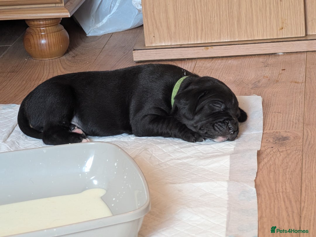 Mixed Breed dogs for sale: Beautiful Labrador x Staffys - Image 17