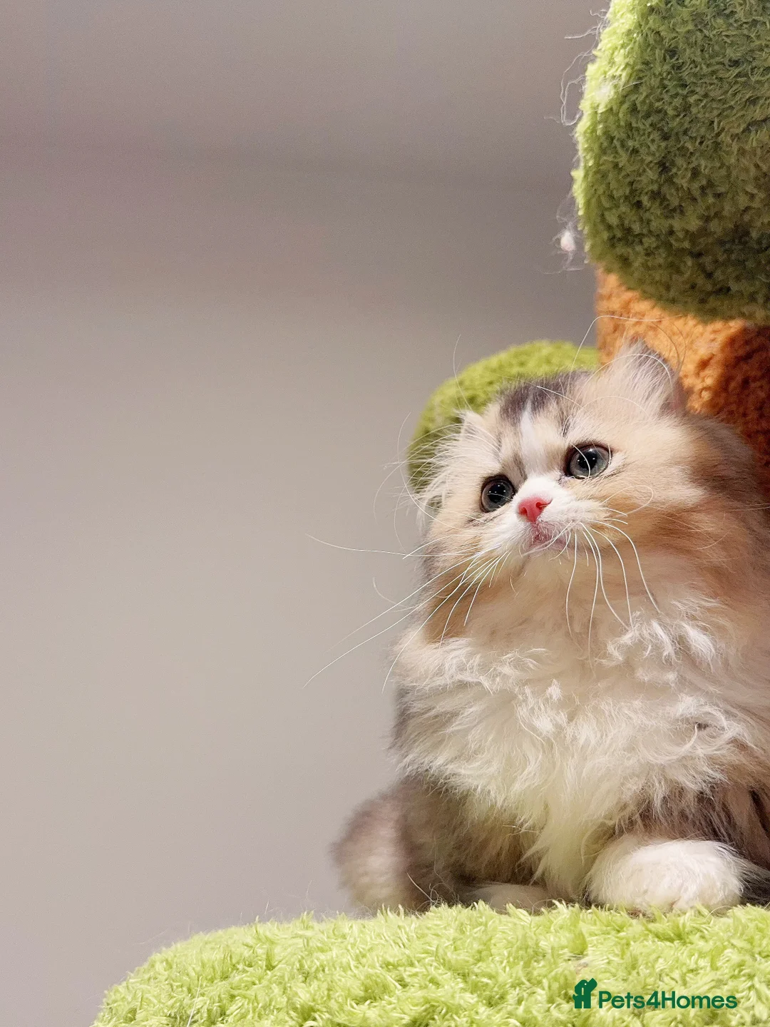 Munchkin cats for sale: Top level Super stunning & rare Minuet - Advert 24