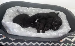 Bedlington Terrier dogs for sale: Bedlington terrier  - Image 4