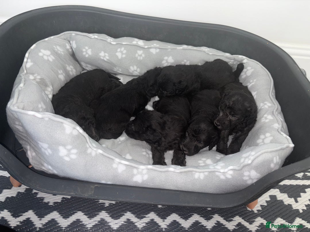 Bedlington Terrier dogs for sale: Bedlington terrier  - Image 4