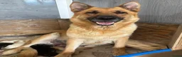 German Shepherd dogs for sale: German Shepherd Puppies, straight backed.  - Advert 6