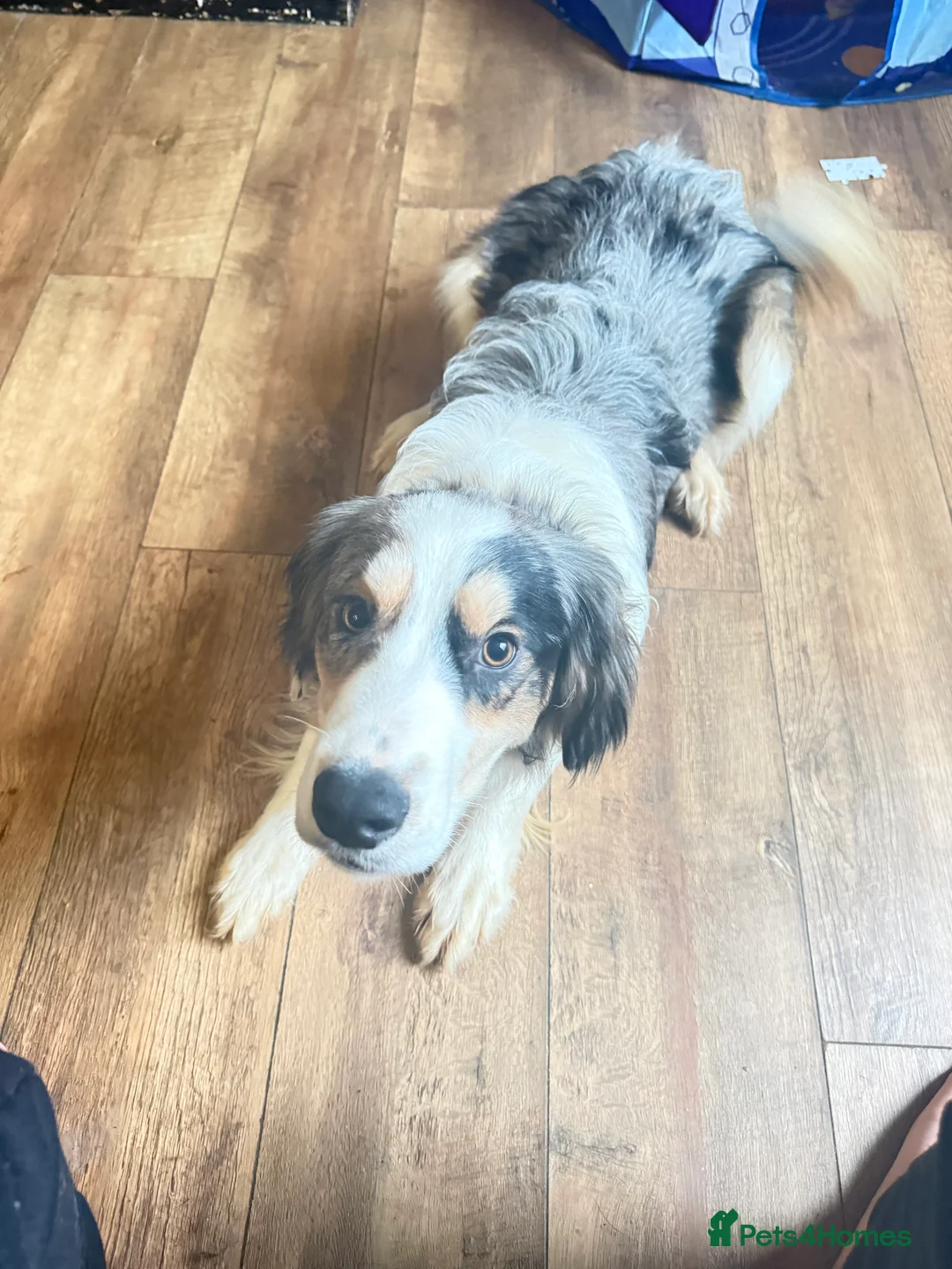 Mixed Breed dogs for sale: cocker spaniel boarder collie mix  - Advert 8