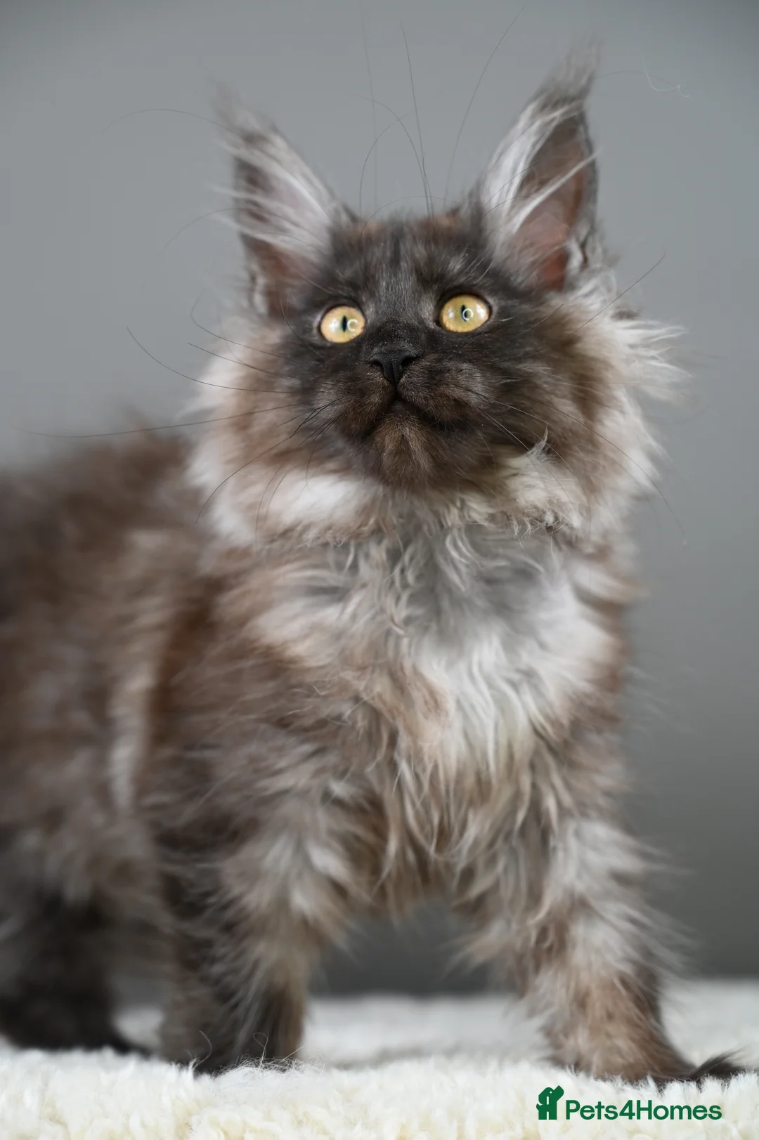 Maine Coon cats for sale: 3 Unique Kittens available - TICA registered  - Advert 10