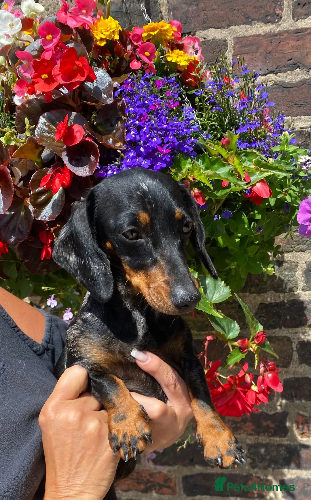 Miniature Dachshund dogs for sale: ready for new homes, pedigree mini dachshund pups - Advert 8