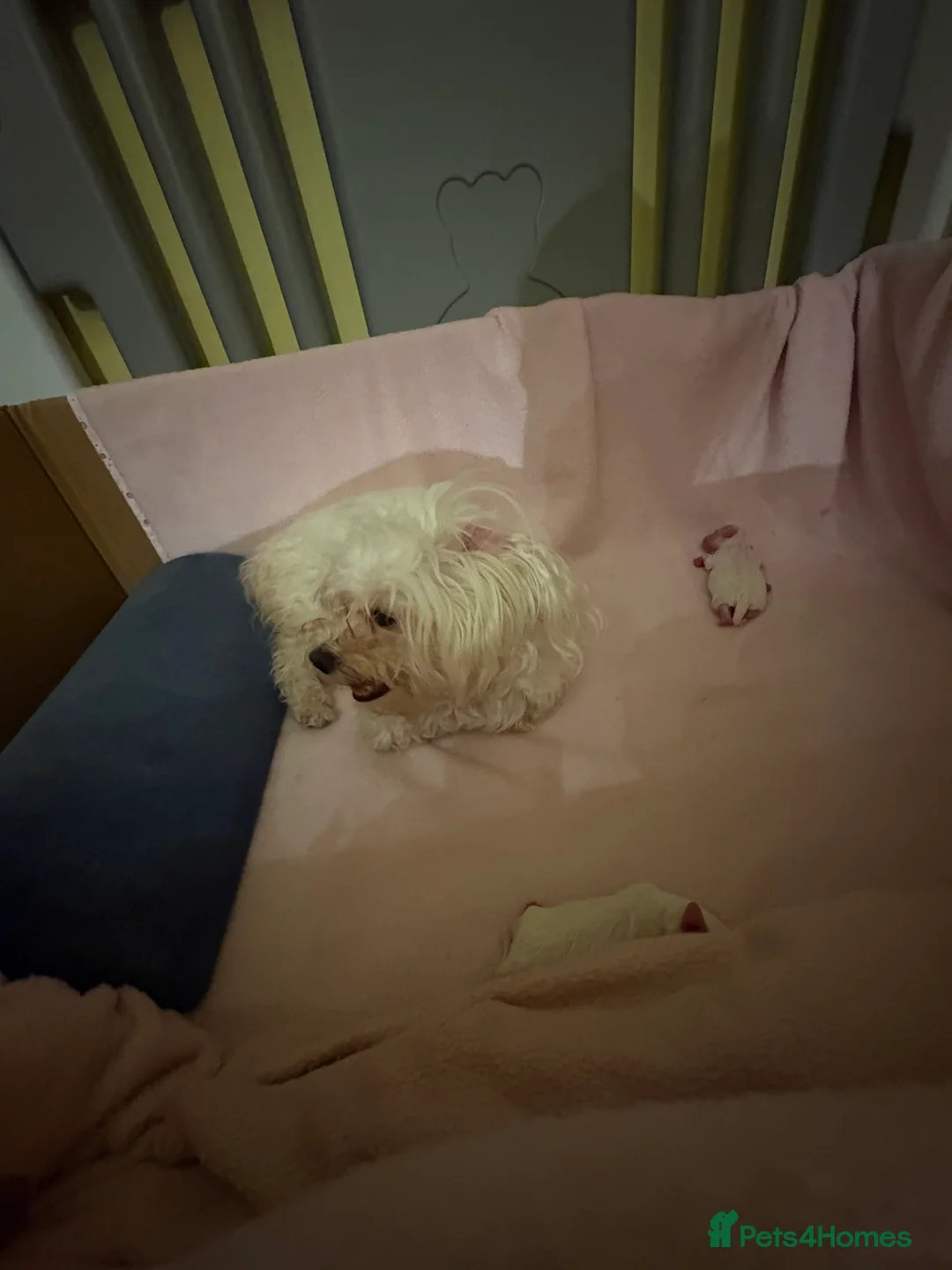 Maltese dogs for sale: 🐾❤️Beautiful Maltese Puppies For Sale❤️🐶 - Advert 2