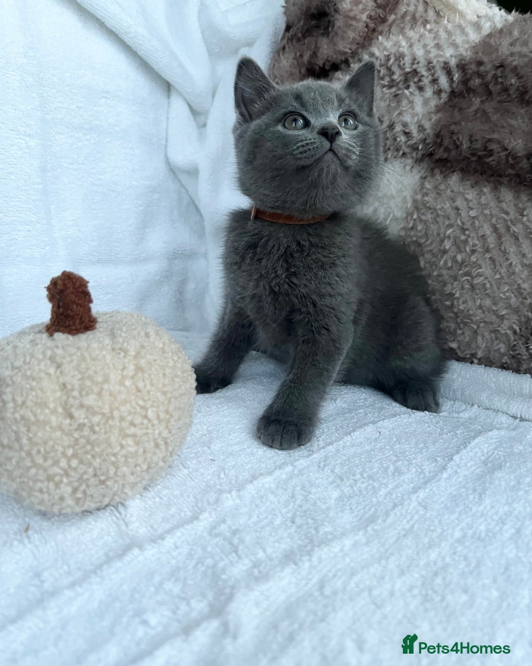 Mixed Breed cats for sale: Russian blue&British shorthair kittens  - Image 4