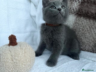 Mixed Breed cats LAST One!! Russian blue&British shorthair kittens - Advert 3