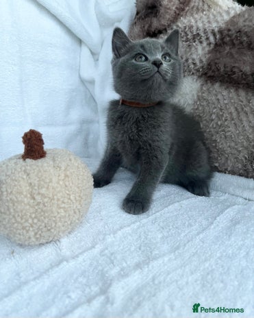 Mixed Breed cats LAST TWO!! Russian blue&British shorthair kittens - Advert 4