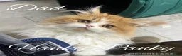 Persian cats for sale: Perfect Persian X Kittens - Advert 3
