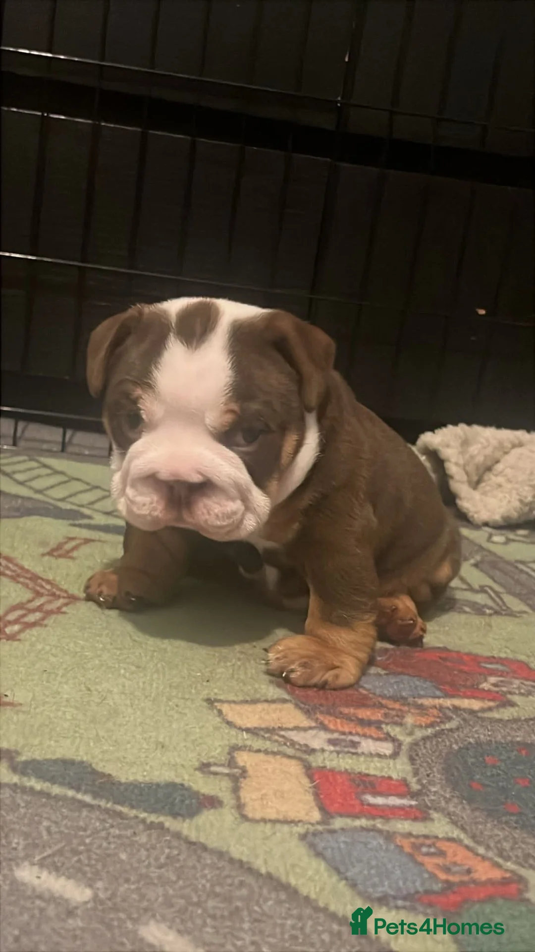 English Bulldog dogs for sale: Boy Tri coloured + kc registered english bulldog  - Advert 2
