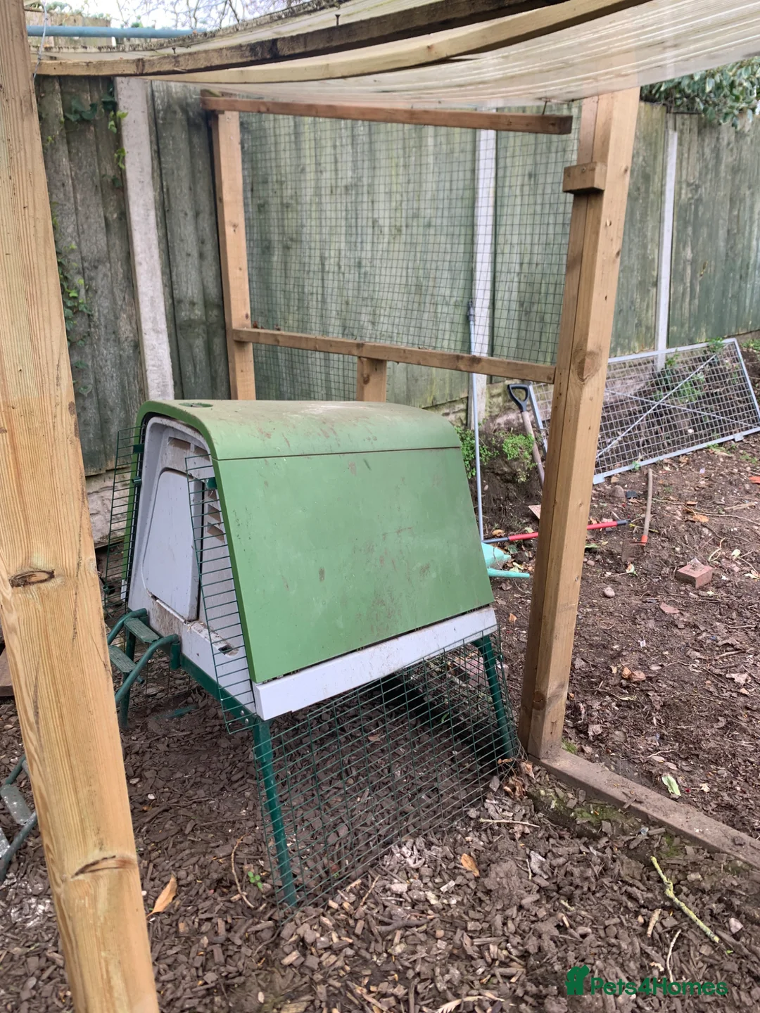 Chickens poultry for sale: Chickens Omlet go up coop - Advert 2