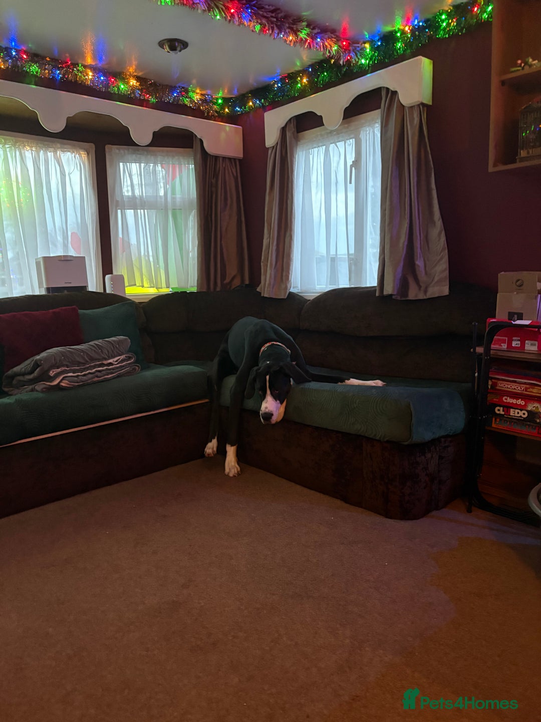 Great Dane dogs for sale: Beautifully bread female mantle - Advert 4