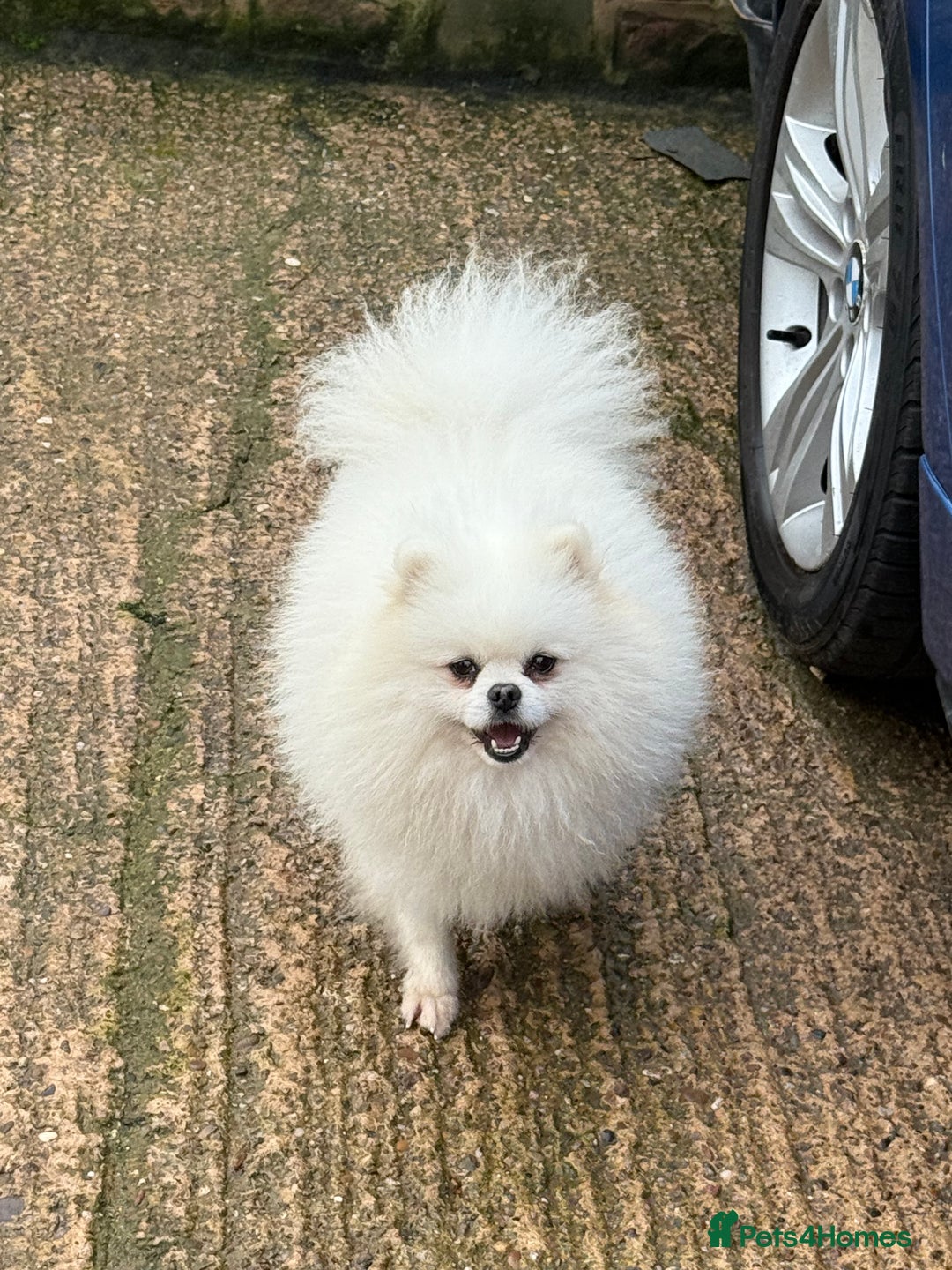 Pomeranian dogs for stud: White Boy for Stud only kc in Pontefract - Advert 5