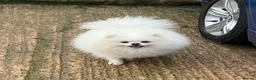 Pomeranian dogs for stud: White Boy for Stud only kc in Pontefract - Advert 5