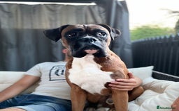 Boxer dogs for stud: Boxer for Stud in Grays - Image 3