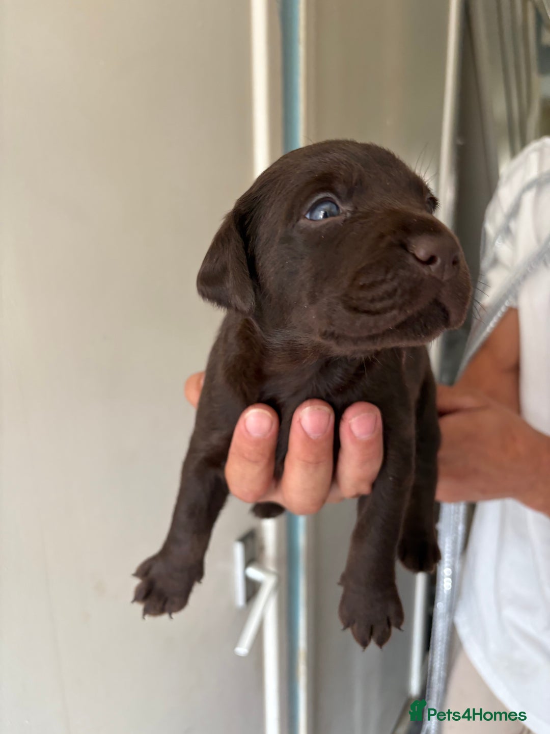 Labrador Retriever dogs for sale: Labrador puppies for sale Kent - Image 17