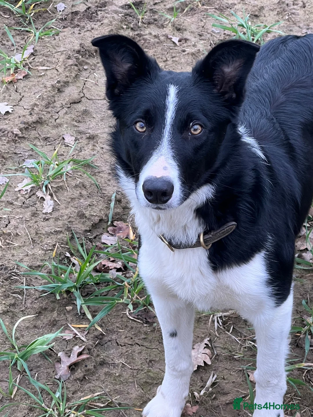 Border Collie dogs for sale: Male border collie pups  in Selby - Advert 1