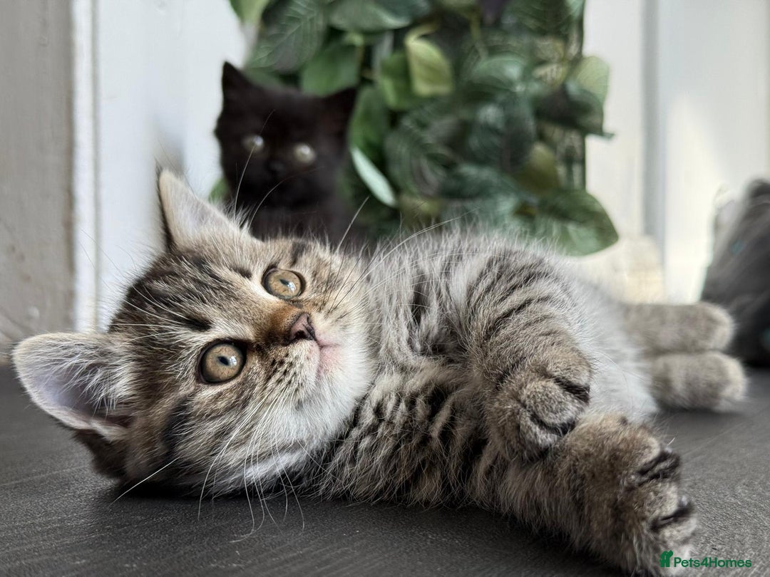 Persian cats for sale: 3 Stunning Female Kittens for Sale  - Image 20