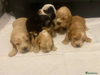 Cocker Spaniel dogs Show cocker spaniels - Advert 2
