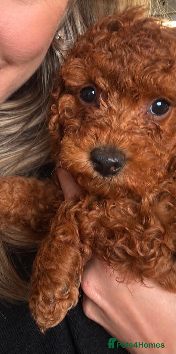 Cockapoo dogs gorgeous last red girl cockapoo ready for to go  - Advert 4