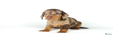 Beautiful dapple Miniature Dachshund Puppy 5