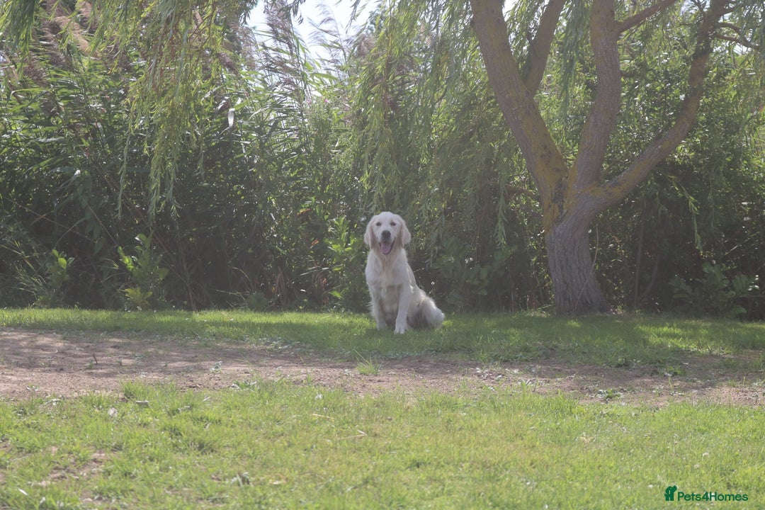 Golden Retriever dogs for sale: Ready to leave now 💕 fully vaccinated 🥰 - Image 10