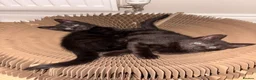 British Shorthair cats for sale: Two identical black female kittens  - Advert 2