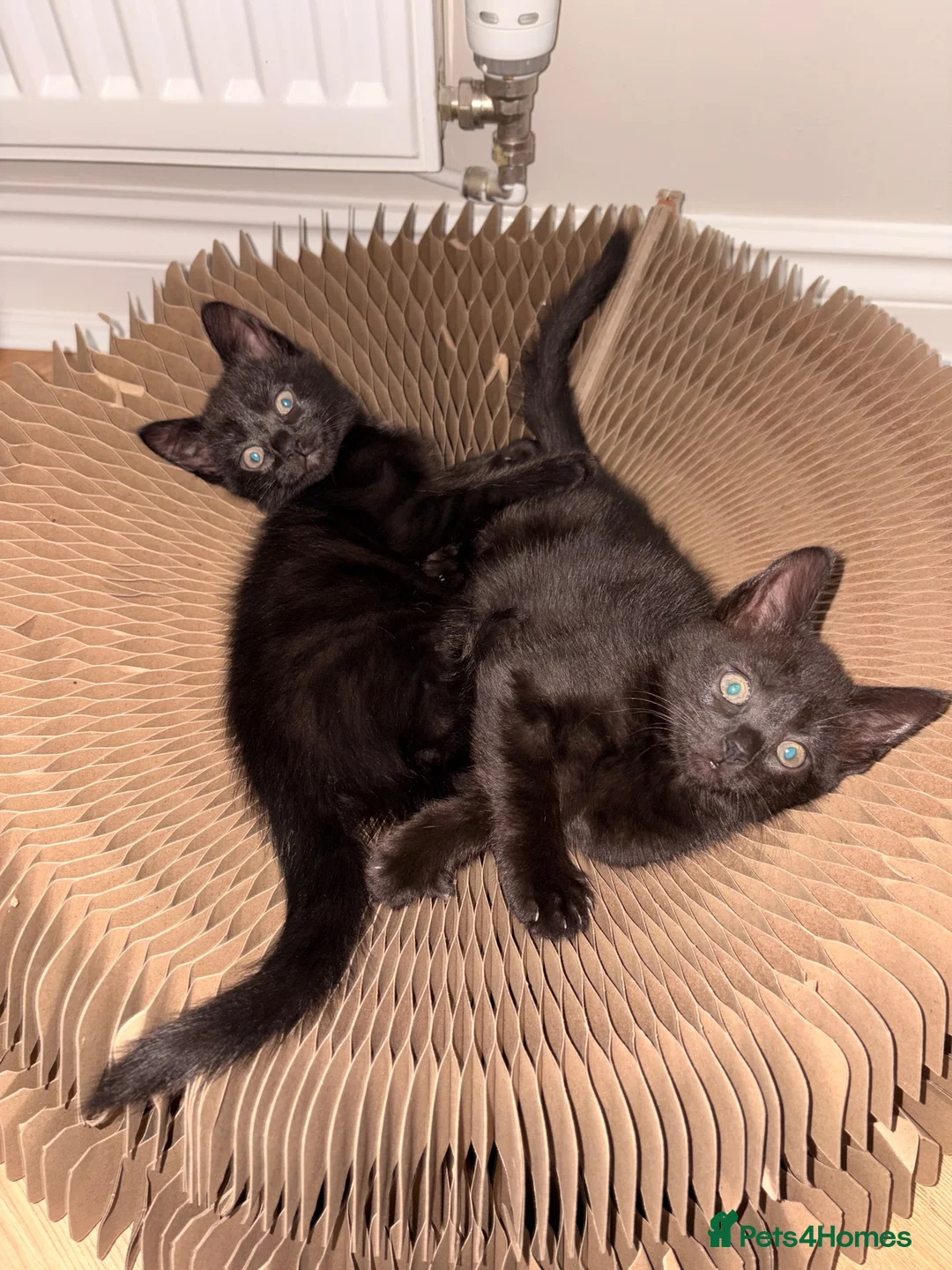 British Shorthair cats for sale: Two identical black female kittens  - Advert 2