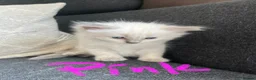 Ragdoll cats for sale: GCCF mom’s pure ragdoll kittens sale in London  - Advert 4