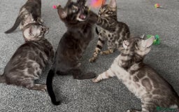 Bengal cats for sale: Well socialised bengal kittens - ready 21/12/25 - Advert 2